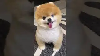 Cute Funny Dog Video compilation| Make you day with this video