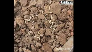 Worker and Solider Subterrean Termites