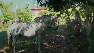 Elias Barbosa   My Sister Clean and care horse in beginner at the park R