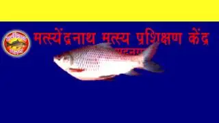 Matsyendranath Mastye Prashikshan Kendra,  Mastyabeej, Water Sheild Fish Supplier