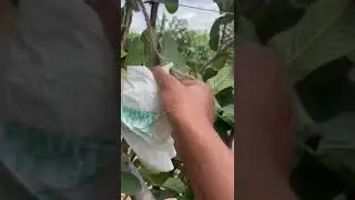 guava protection bags paper protection bags for bags contact 9069061111 #asmr