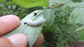 Capital Naturalist: Dogwood Sawfly