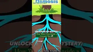 Ever wondered how coconut water gets inside those tall trees? It's all thanks to osmosis! #dubai