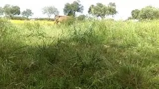 VIDEO0355