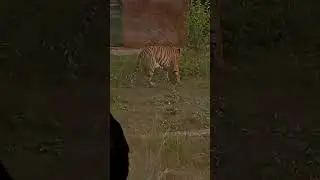 ## #wildlife #jaipurlahariya #nahargarhbiologicalpark #junglesafaritour tiger 🐅🐯 safari 🐅🐅##