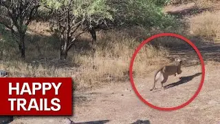 Arizona mountain lion released back into the wild