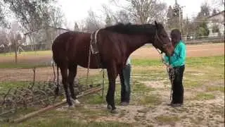 Steel Plow Commercial