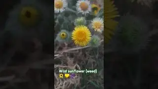 wild sunflower 🌻 💛 , the Common Fleabane, scientific- Pulicaria &nbsp;dysenterica.&nbsp;#wilderness