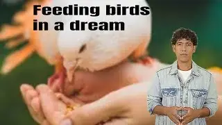 Interpretation of feeding birds in a dream