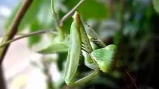 Sphodromantis lineola