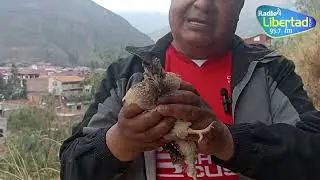 PERDIZ PISAQA PISAC