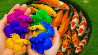 Serok ikan hias warna warni, ikan koi, ikan molly, ikan mas koki, ikan cupang, ikan komet, belut