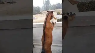 asp fun tv