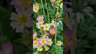 primulas in pink.                      #spring#primulas#nature