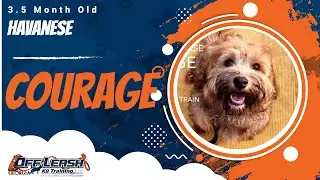 Courage | 3.5 Month Old Havanese | 1 Week Puppy Board & Train | Off Leash K9 Training, Georgia