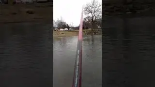 Northern Hog Sucker