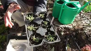 Terriccio per semenzaio