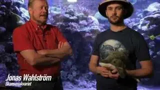 Robert Rydberg - Reportage från Skansen-Akvariet med Jonas Wahlström