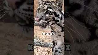 😺 Выглядит как котик, но это редкий хищник🐆