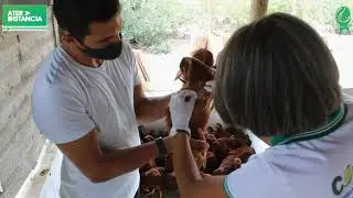 Vacinação para Prevenção do 