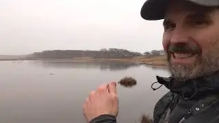 American Black Duck - Learn a Bird - Episode #45