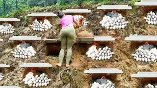 A look inside a hen's nest (and what it means).