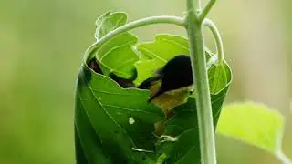 Ashy Prinia | tailor bird | ashy prinia nesting process