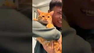 Funny CAT Moments 😂😂 episode 3793 #funnycats #cats #funnyanimals #petsofinstagram