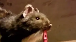 WALL RATS - THIS IS JINSY (SERIES 1)