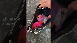 New baby fugglers out #fuggler #funny #fuggu #comedy #memes