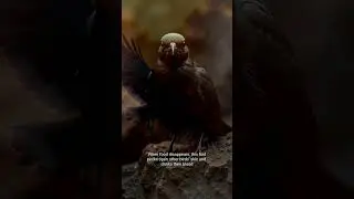 🦅 The Blood-Sucking Bird That Drinks Blood to Survive 😱 | Vampire Finch Mystery