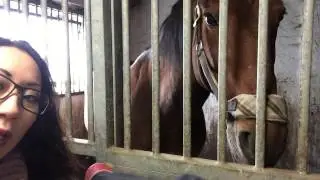 Ditte Young, Mentally broken gelding (WITH SUBS) my heart cried - Undl&oslash;se Denmark, 2014