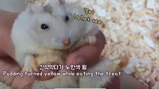 간식 먹다가 노랗게 된 푸딩이 The hamster, Pudding, turned yellow while eating the treat