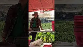 Strawberry 🍓 farm #delicious #shorts #shortsfeed #viralshorts #quicktrip #youtubeshorts