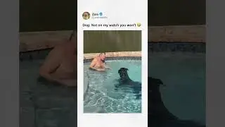 Dog: Not on my watch you won't 🤣