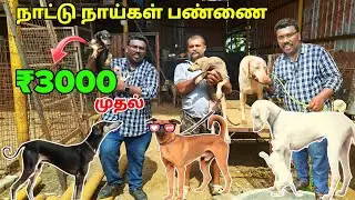 🔴 ₹3000 Rajapalayam, Kanni, Chippiparai, Kombai குட்டிகள் #nativedogs #shorts #live