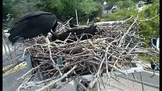 Colonial Beach Osprey Nest - Vulture needed a lay down where better than David's blanket  09. 02. 25