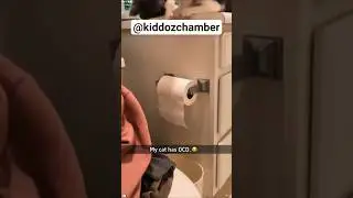 furrfection 🐈🥰 #ocd #ocdtreatment #ocdtips #furry #cat #cats #catshorts #catvideos #short #shorts