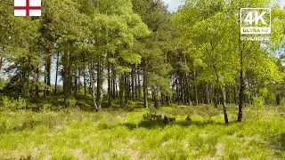 4K England Forest Nature Background | Cannock Chase | Relaxing Ambient Wallpaper | 211