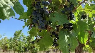 From Red Raiders to red wine, Lubbock is the Texas sweet spot for grapes