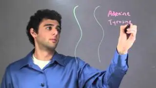 What Does Double Strand DNA Mean? : Biology & DNA