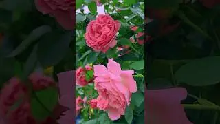 Beautiful Rose Flower status video #shorts