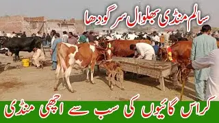 Salam Cow Mandi Australian Fresian Cholistani Cross breed cows !Ali Best 