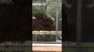 Neon Tetra fish/ Breeding tank