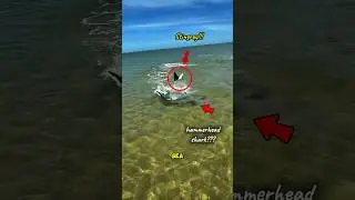 stingray vs hammerhead shark #shorts