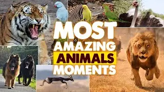 Most Amazing Animals Moments I Animal Videos Hub