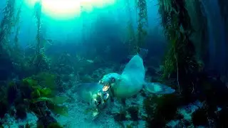 10 Hours Of Mysterious Kelp Forest Animals And Sounds - Ambience - Meditation - Stress Relief