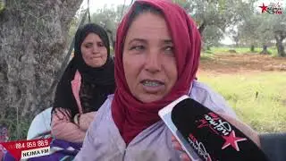 جني  الزيتون  في  الساحل  :  جوّ  اللمّة  عندو طعم  خاص  ... ومازالت  البركة.