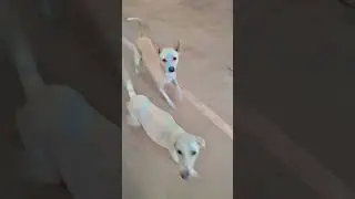 #dog #streetdog