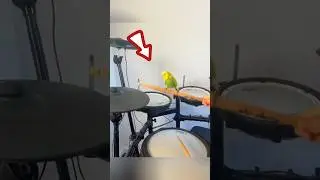 This Bird Has a Unique Talent: Singing While Its Owner Plays the Drum! 🐦🥁 #shorts